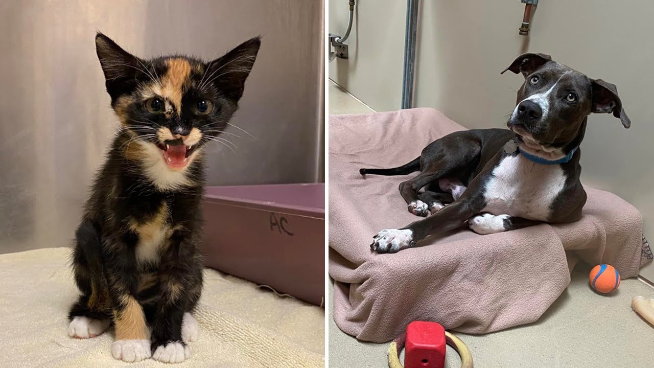 Dogs, cats rescued from overwhelmed Maui shelters up for adoption across Bay Area