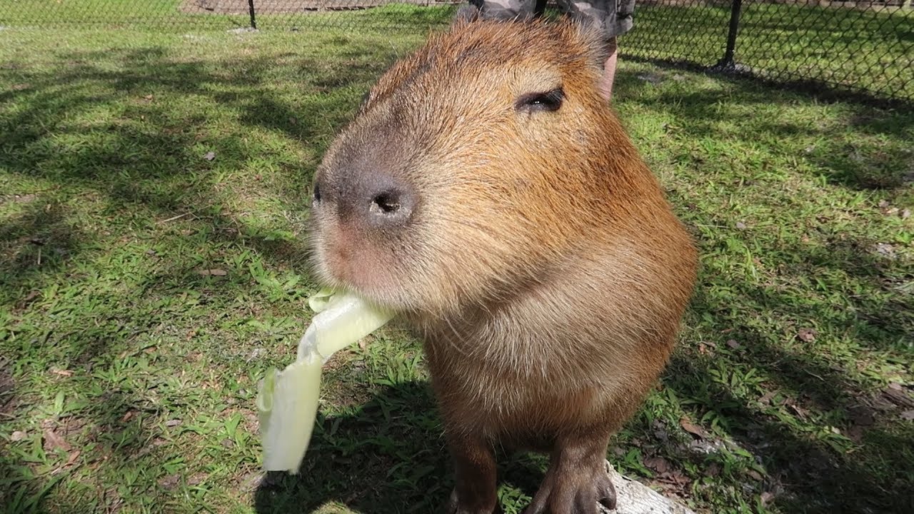 We Met Exotic & Endangered Animals At Amazing Animals! | Capybara, Tortise ASMR & More!