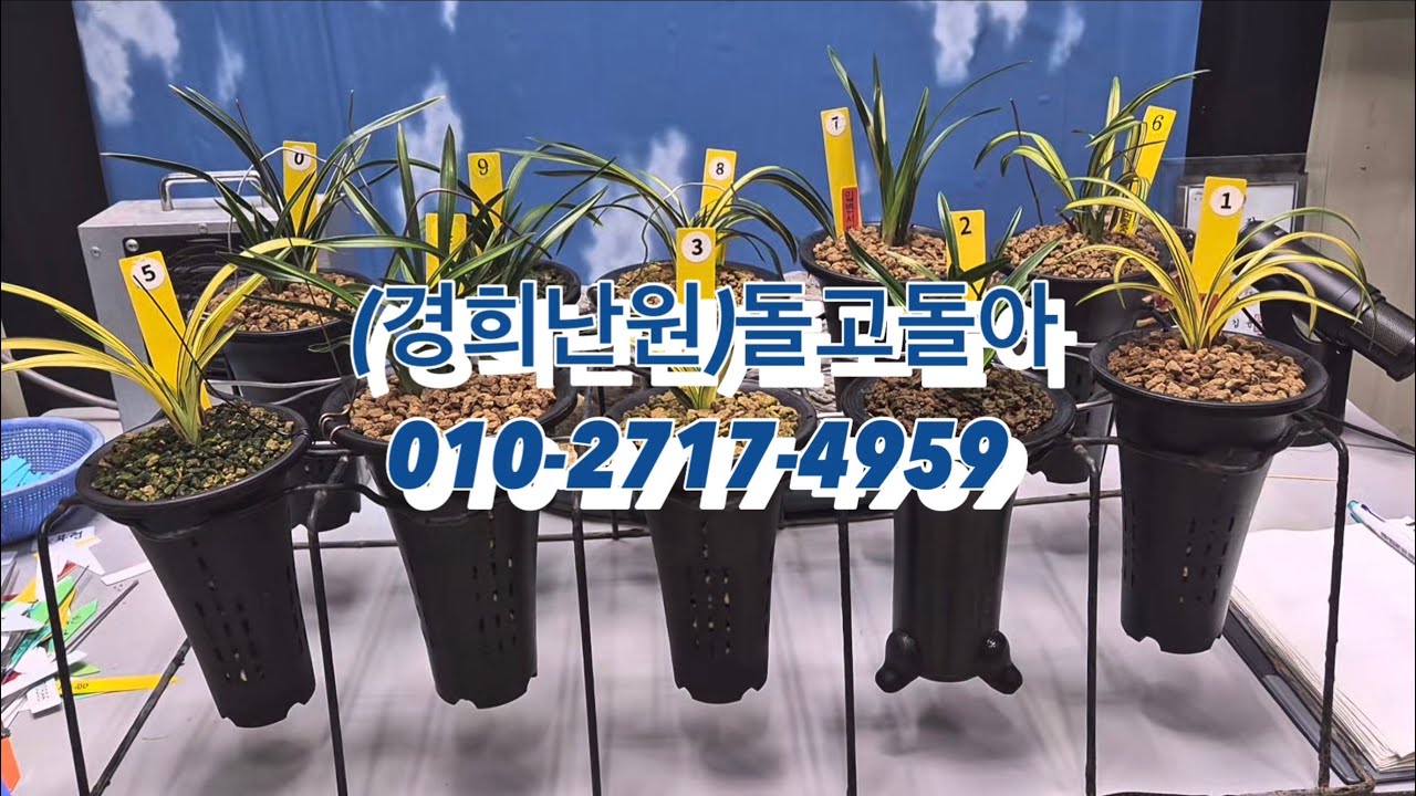 0417 1차 신문 사계 고려대보 산반단엽중투 아가씨 단엽중투 입변서반 수광 환엽산반 남산관