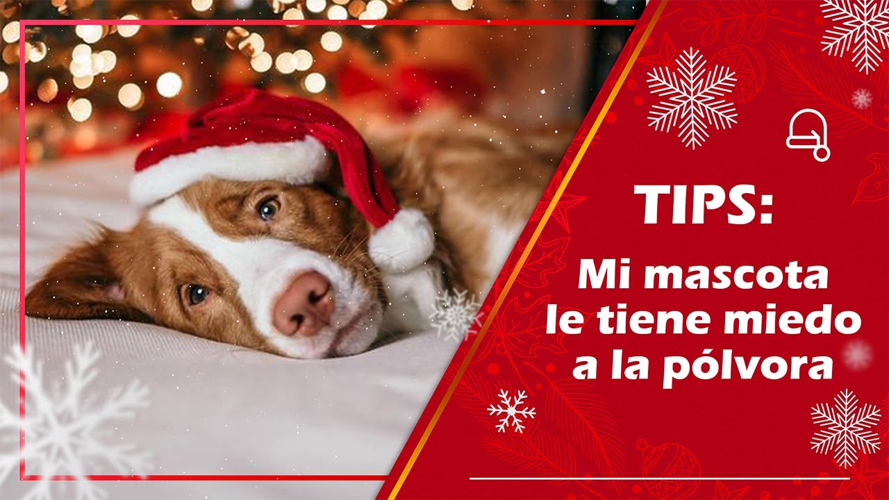 ¡TIPS! 👀 Mi mascota le tiene miedo a la pólvora 🎆🎇 - AlejAconseja