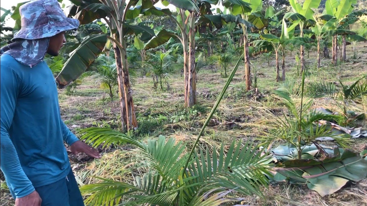 PORQUE CONSÓRCIA AÇAI COM BANANA E COMO FAZER O MANEJO CORRETO.