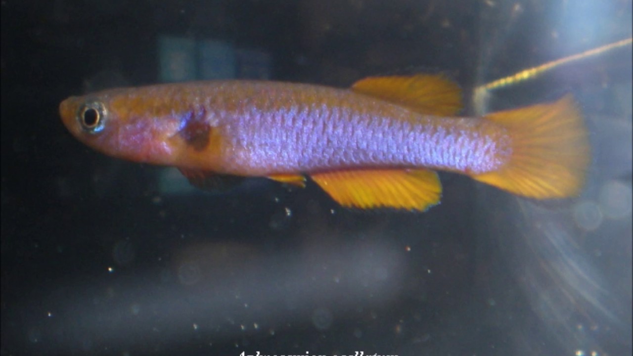 Les Aphyosemion+fundulopanchax+Roloffia