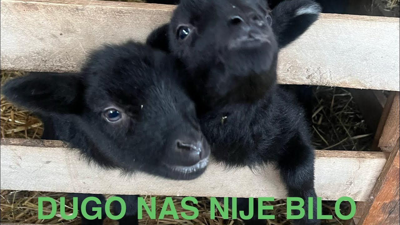 ŠTA SE IZDEŠAVALO NA FARMI DOK NAS NIJE BILO 