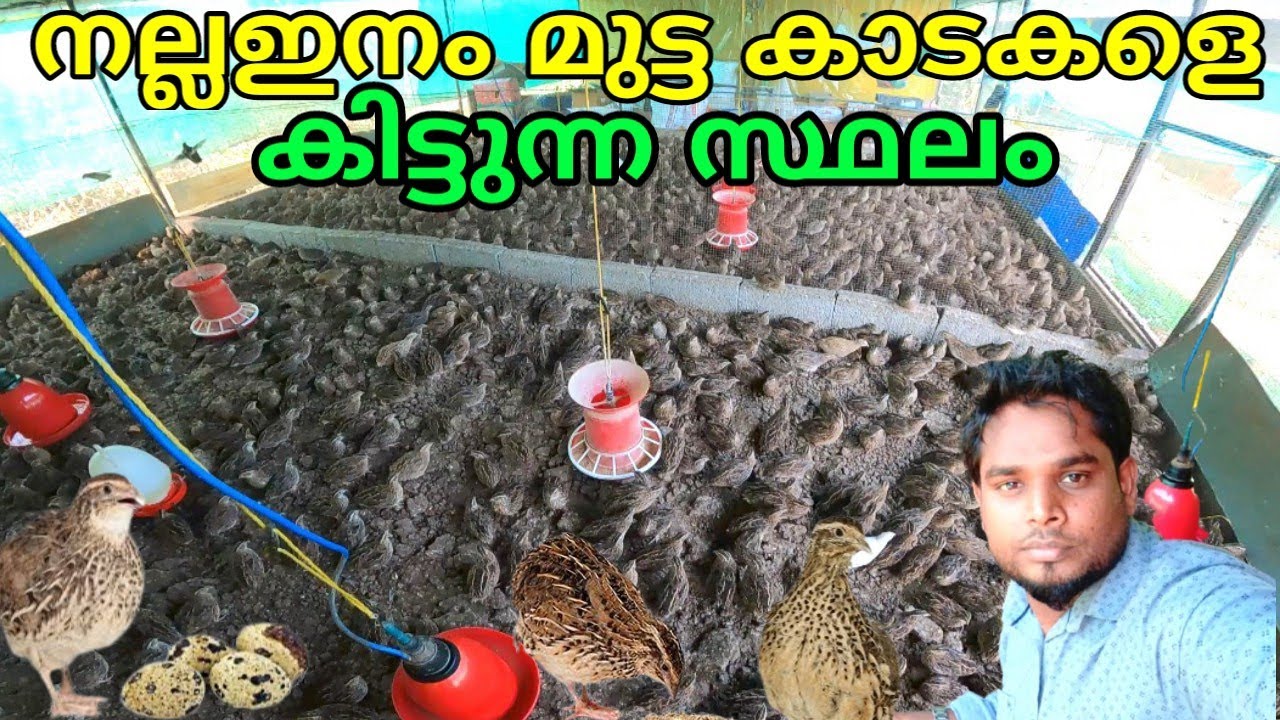 നല്ലഇനം മുട്ട കാടകളെ കിട്ടുന്ന സ്ഥലം 9847294330 Good quality egg quail for sale delivery available