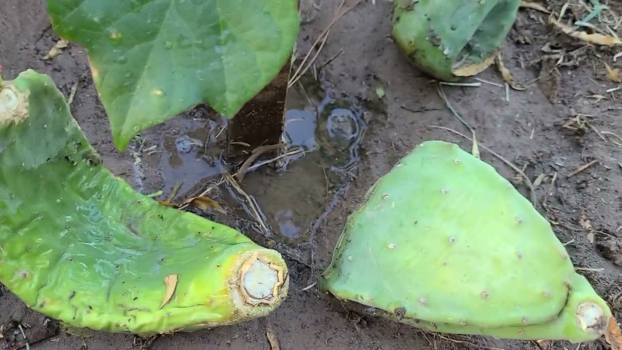 como se siembra los nopales 4 formas y las mas correcta