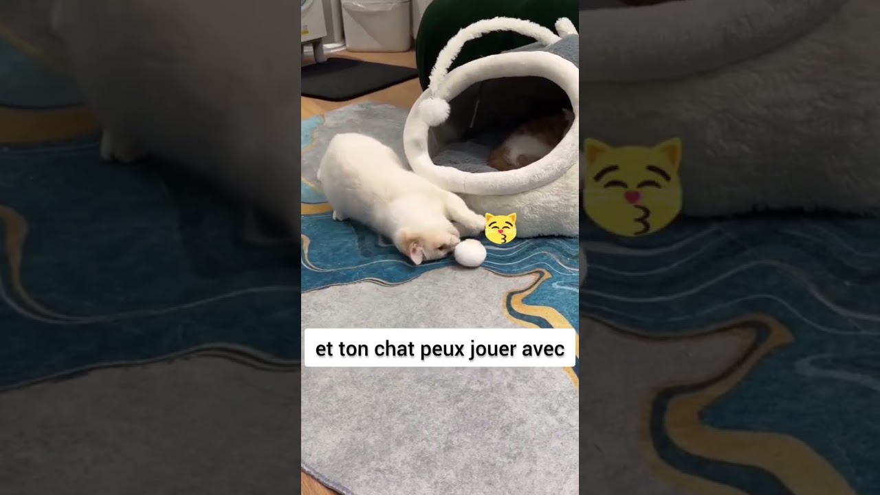 Un lit pour chat tellement mignon ! Avec un jouet secret intégré 😻 ! 