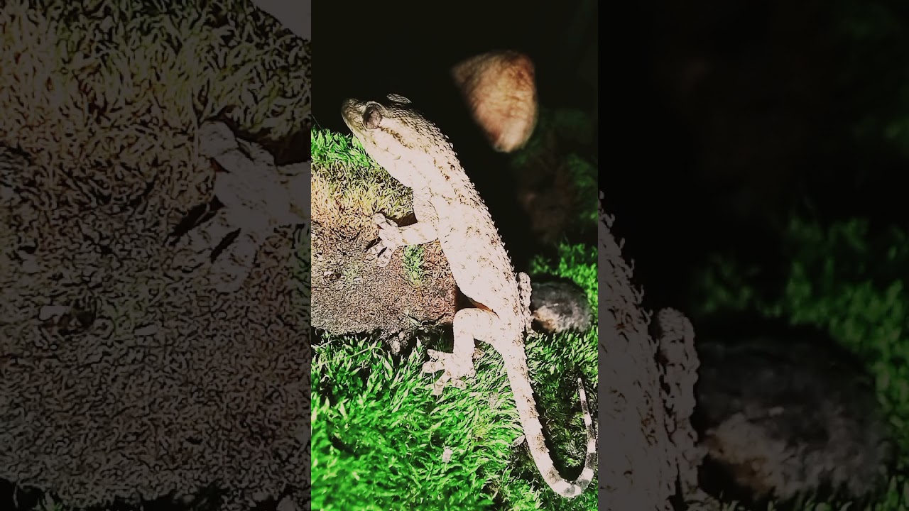 Gecko Macro