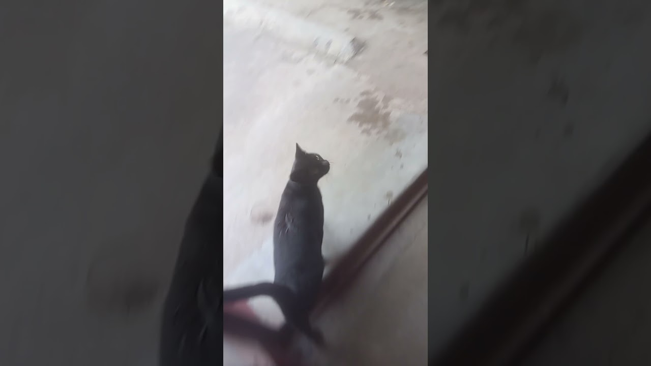 #trendingshort #cat #animallovers #anmals #shortsviral #shoetsvideo #youtuber