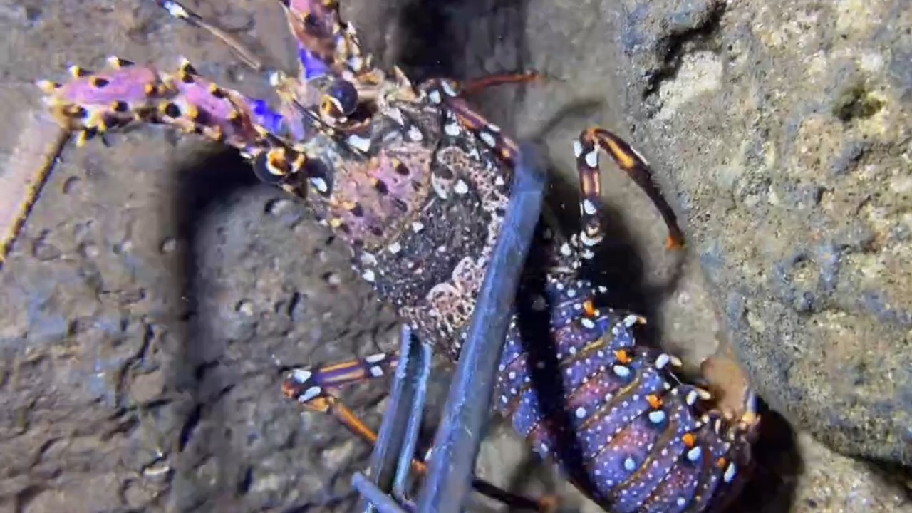 Diving under the sea to catch eels, crabs and sea cucumbers | Part 205-1
