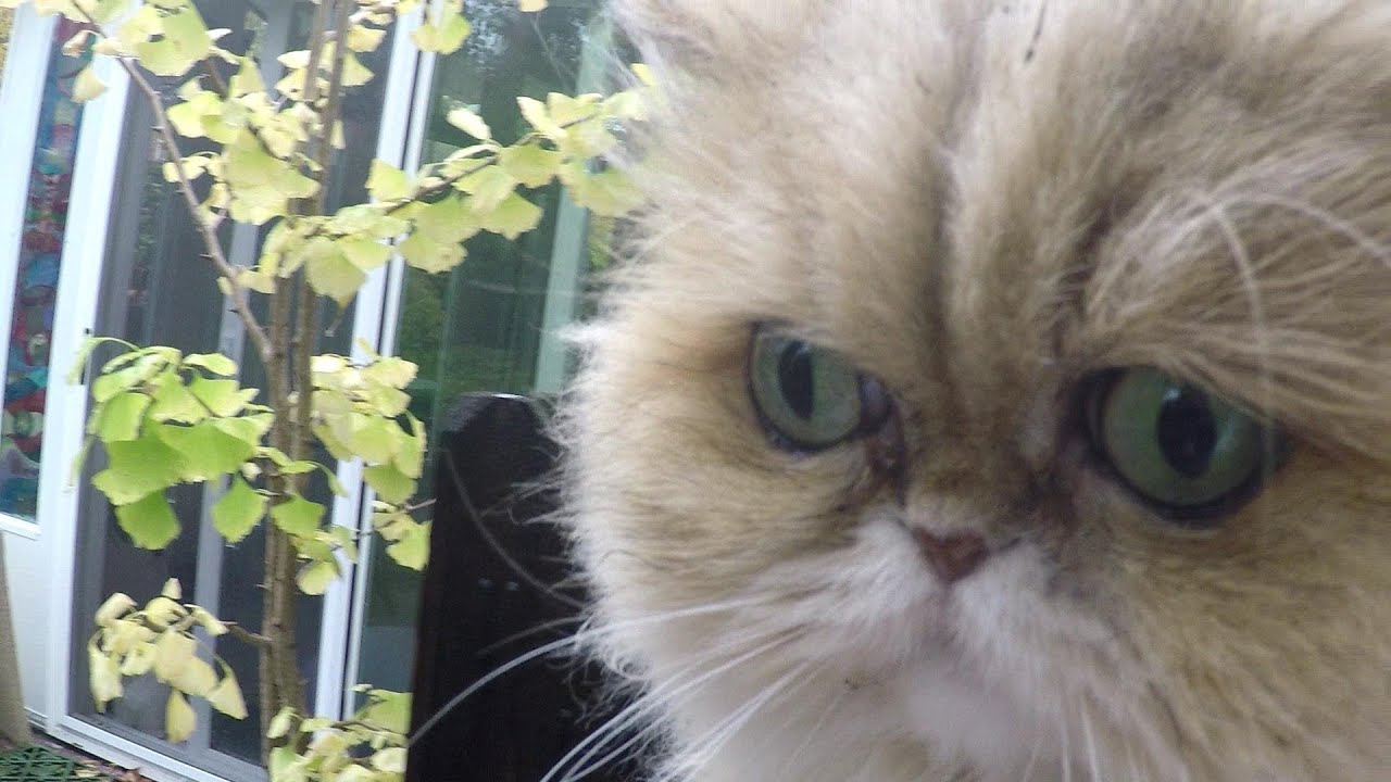 15 11 09 Rainy Day Run Down on the Mythicbells Persian Kitties