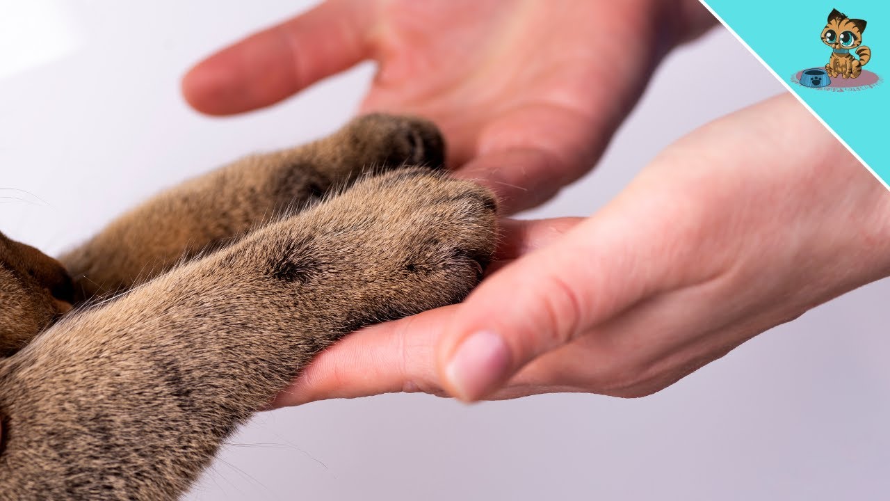 THAT'S Why Your Cat Reaches Out Her Paw At You!