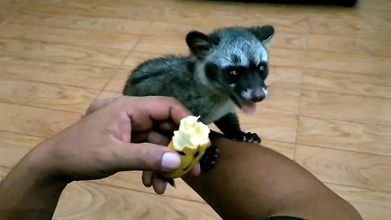 A Baby Civet Cat In Our Home