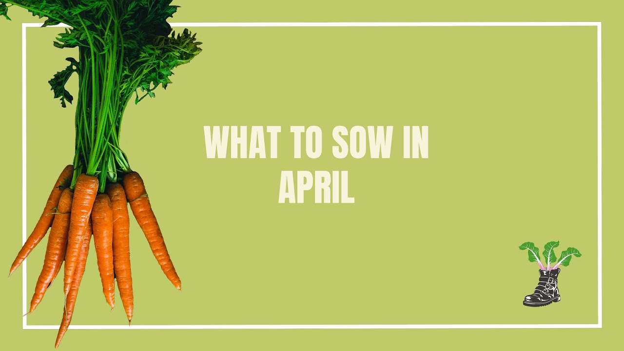 What To Sow In April - The Full List!