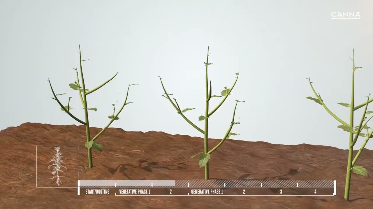 CANNA Terra Vega &ndash; kompletny naw&oacute;z dla fazy wzrostu i roślin domowych