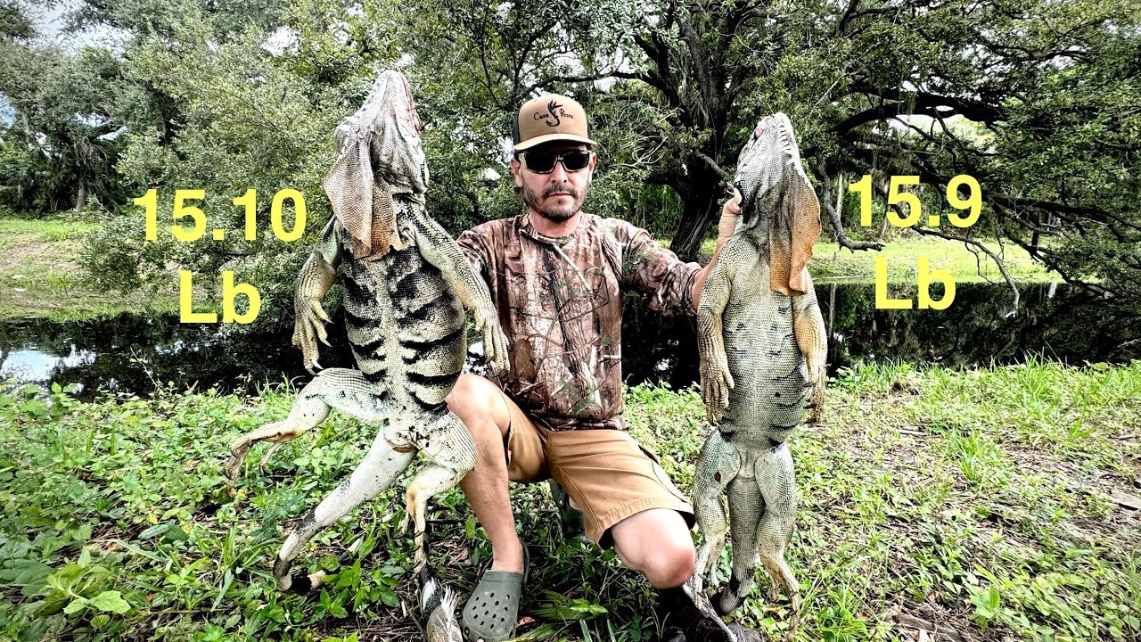 Reptiles Invasores Cazados Y Cocinados P3