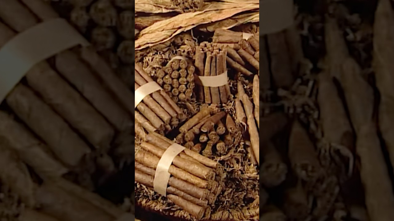 #SHORT | 🥬🚬 TABACO artesanal: los CALIQUE&Ntilde;OS. Cultivo y elaboraci&oacute;n (V&iacute;deo completo en mi canal)