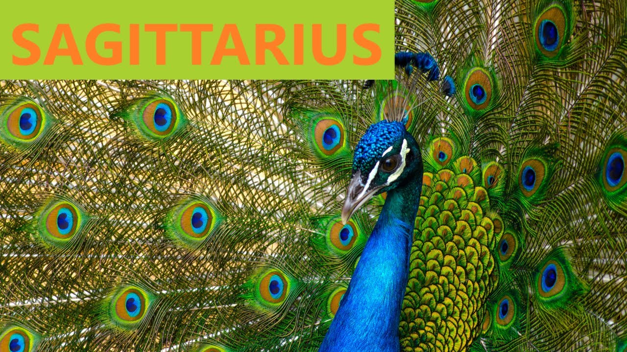 SAGITTARIUS: WOW! They think you're AMAZING  - Timeless Love Reading