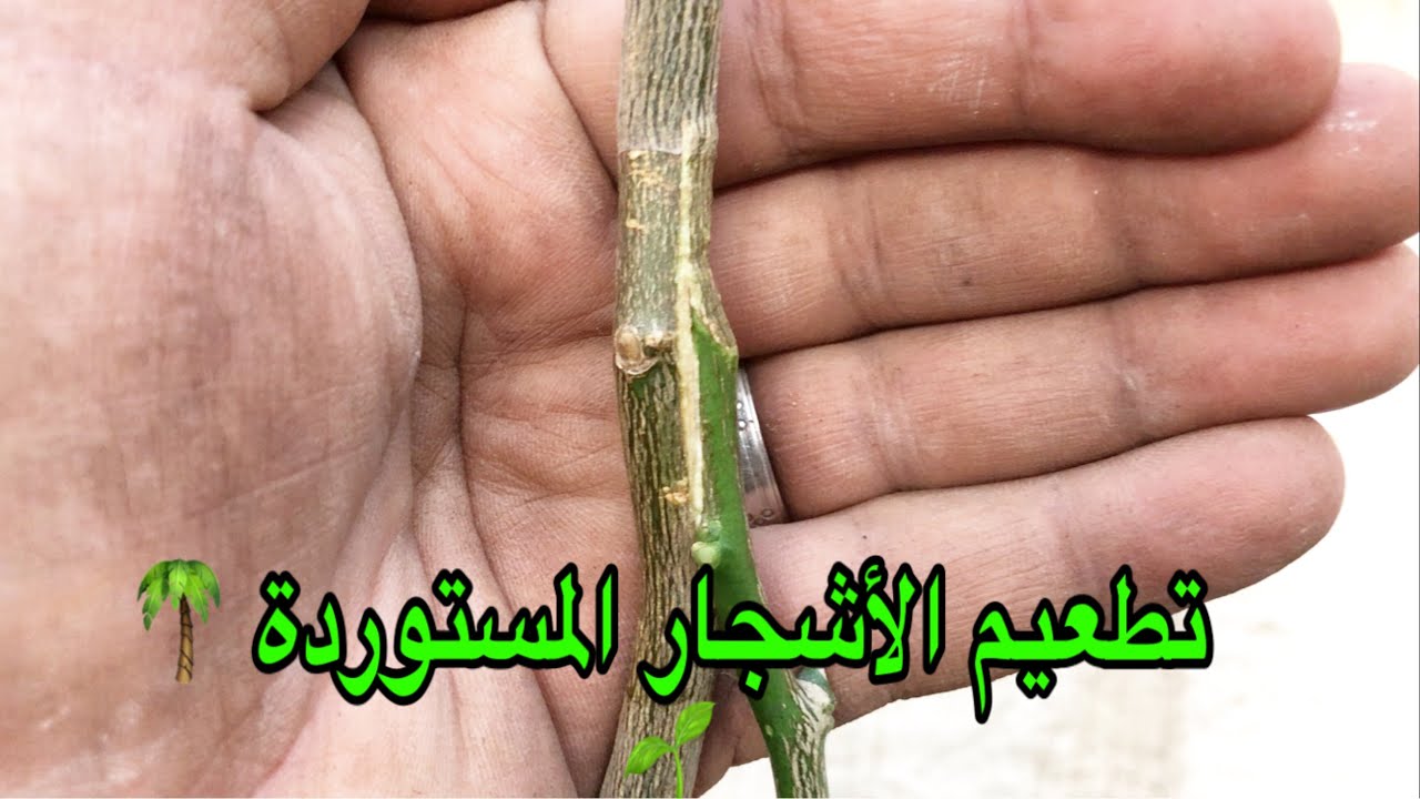 طريقة مبتكره في تطعيم/تدعيم الاشجار المستوردة