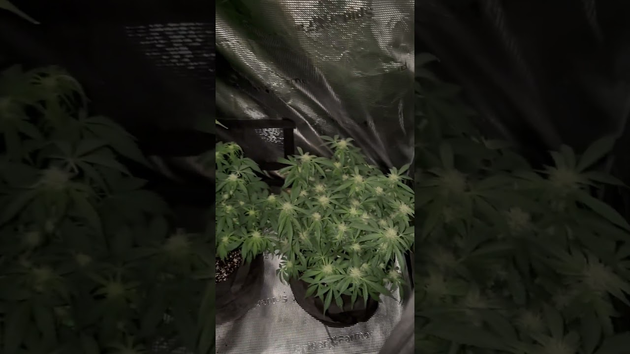 2x4 grow tent #foryou #trending #viral #plants #garden #viralvideo #nature #fy #shortvideo #shorts