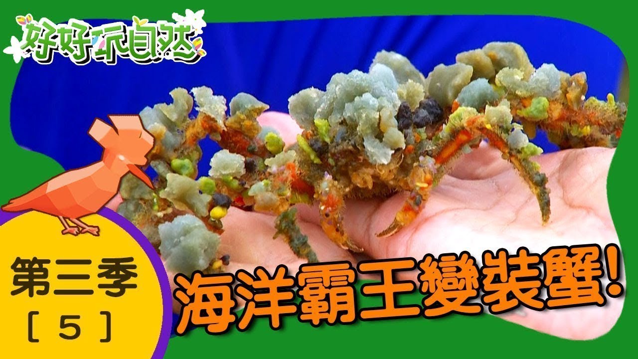 【好好玩自然】海洋霸王變裝蟹！海百合 棘刺龍蝦｜第5集_第三季｜墾丁｜柳丁哥哥 阿傑老師｜生態探索｜YOYO