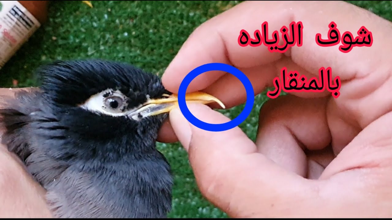 تقليم ألاظافر والمنقار للطيور 👍 وسبب طول ألاظافر والمنقار 🤔