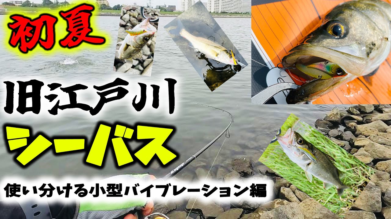初夏の旧江戸川シーバスデイゲーム！ - 使い分ける小型バイブレーション編 - 東京湾奥シーバス