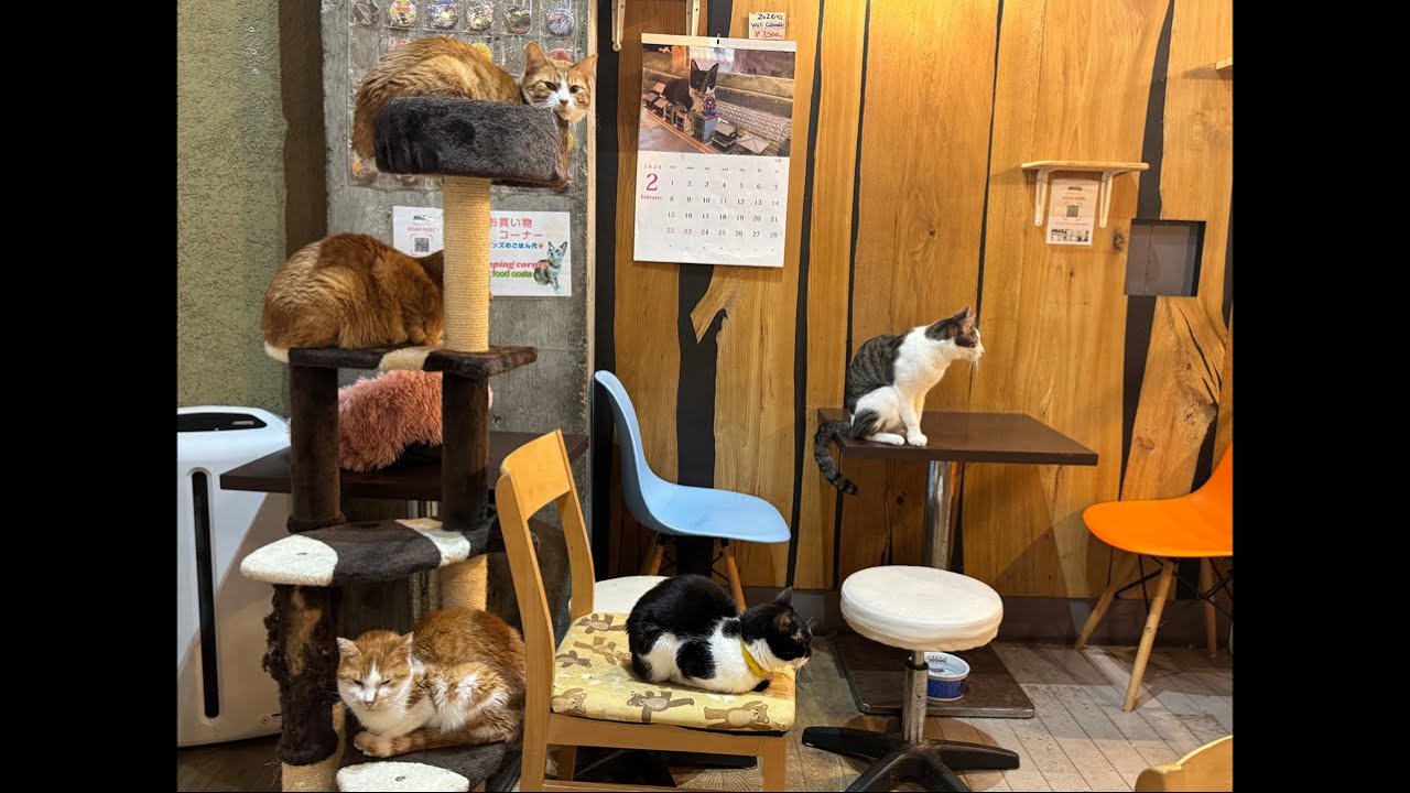 Let's spend time with the cats.