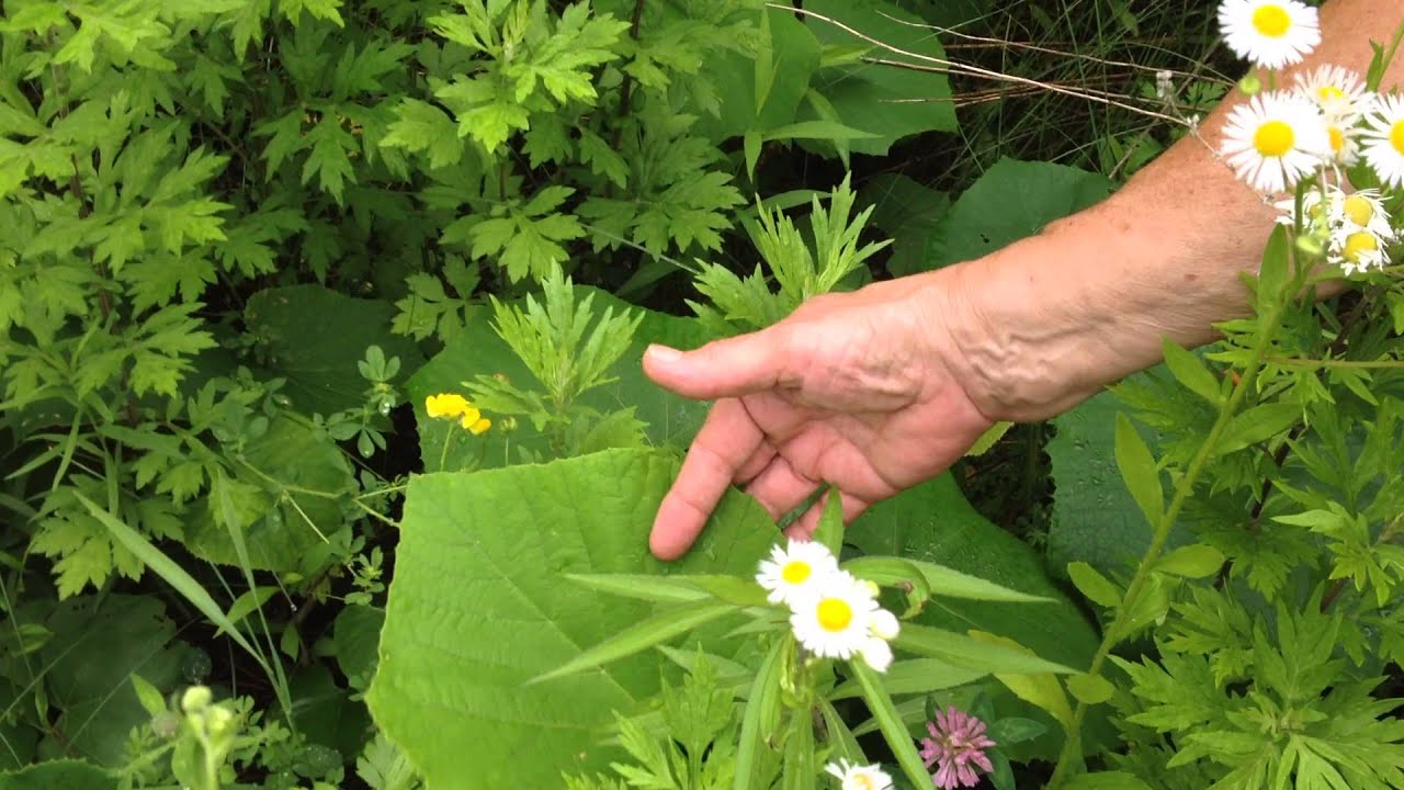 weed identification and hypericum perforatum - Saint joan's wort with Susun Weed