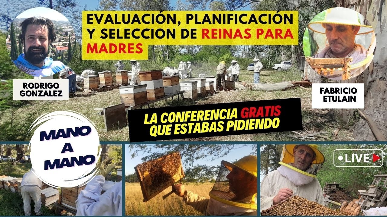 Estrategias, Manejo y Selección de Abejas Reinas como Madres - CONFERENCIA INCREIBLE #apicultura