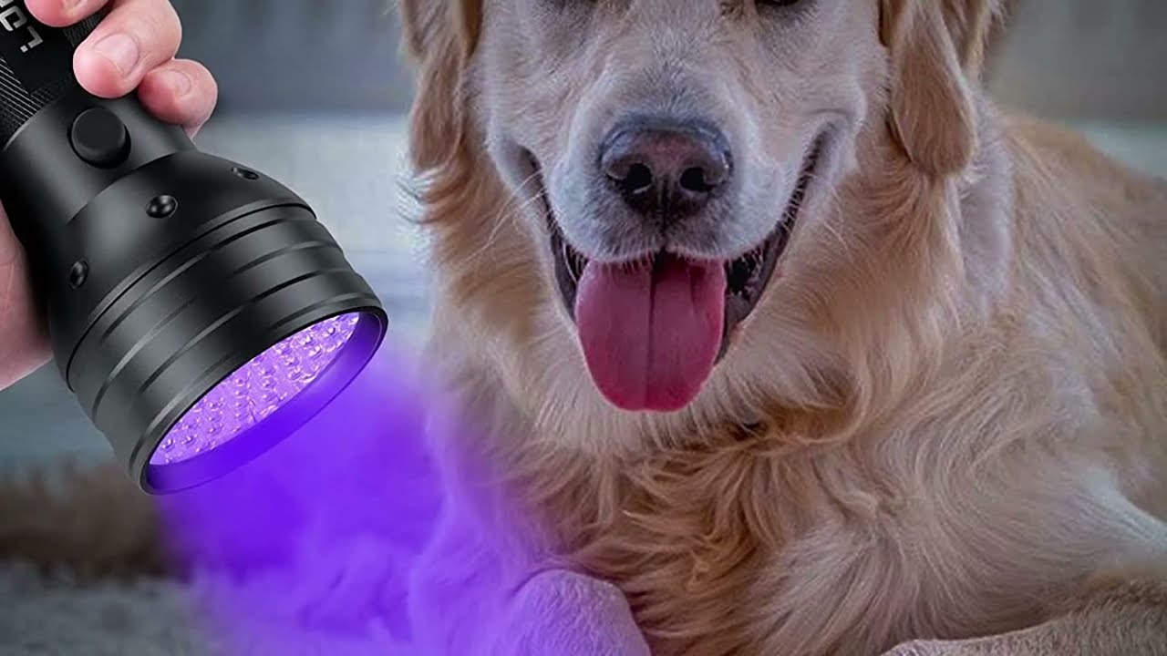 Top 10 Best UV Flashlights in 2025 | In-Depth Reviews & Buying Guide