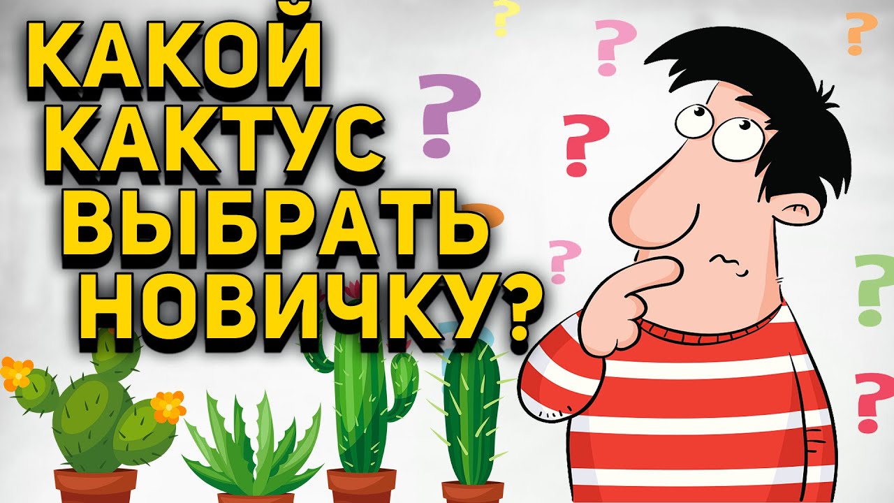 Кактусы для начинающих самые простые и красивые виды