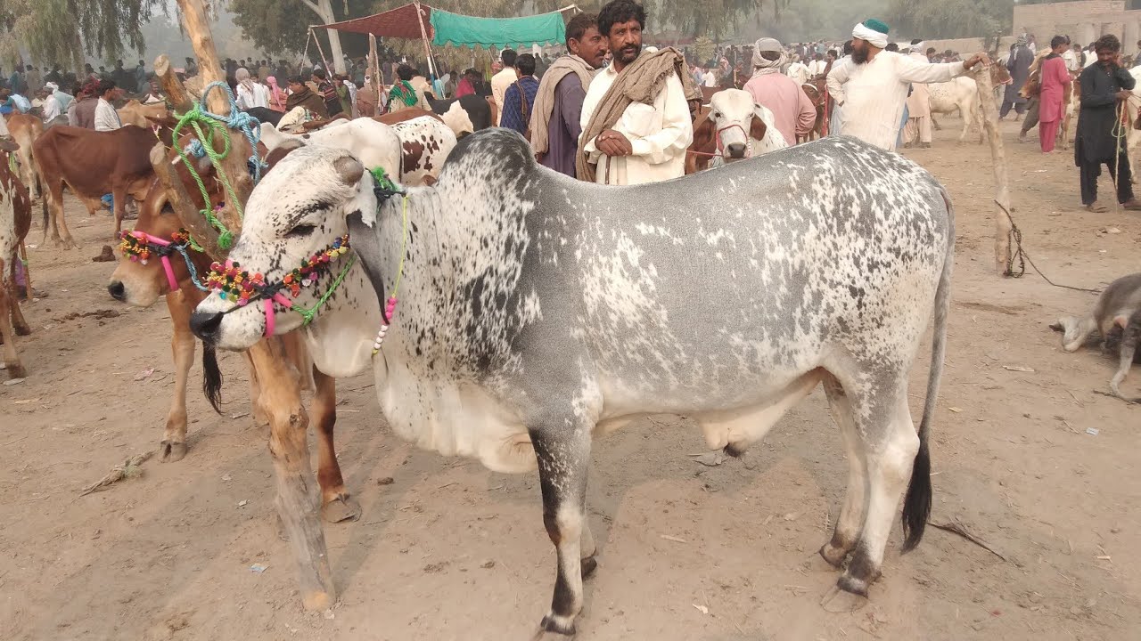 Qazi Ahmed Cow Mandi latest update Qazi Ahmed Cattle market