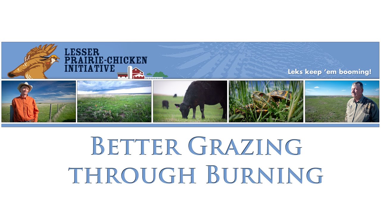 Conservation Media® - Lesser Prairie Chicken Initiative - Patch-burning