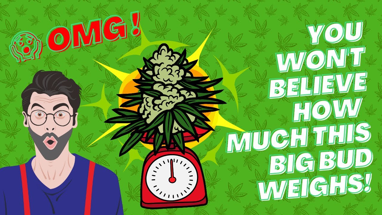 😱 OMG | You won't believe how much this Big Bud weighs! 🌿
