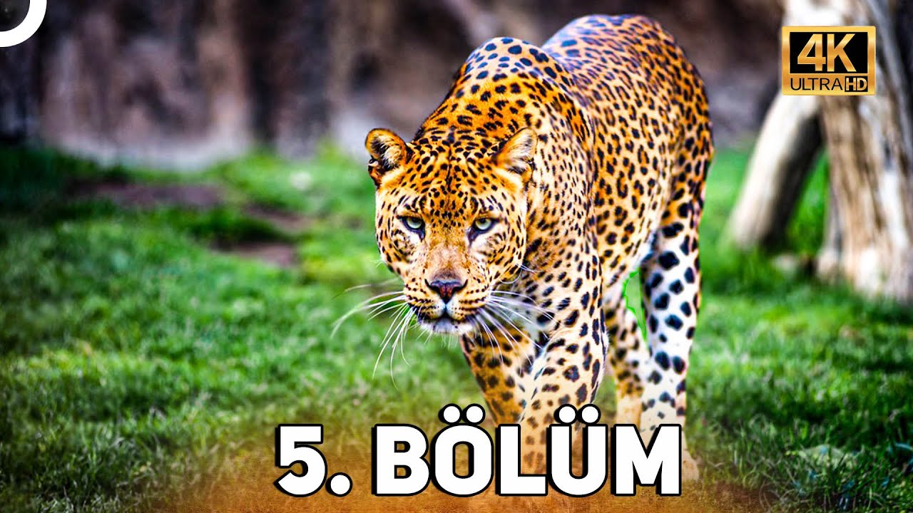 VAHŞİ SER&Uuml;VEN 5. B&Ouml;L&Uuml;M | 4K HAYVAN BELGESELİ