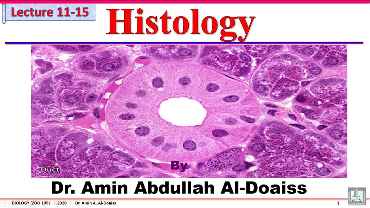 Human Biology: Lecture 11 Histology - Epithelial tissue