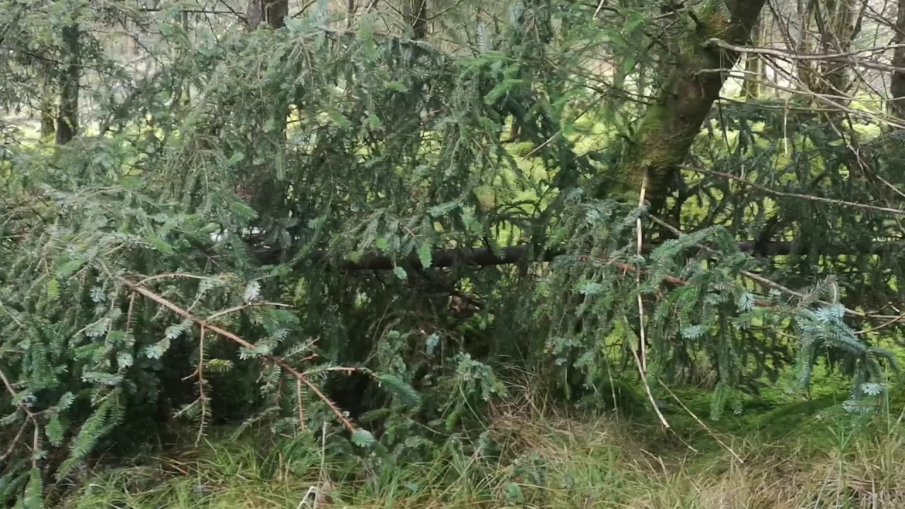 Trailer entrainement bécasse