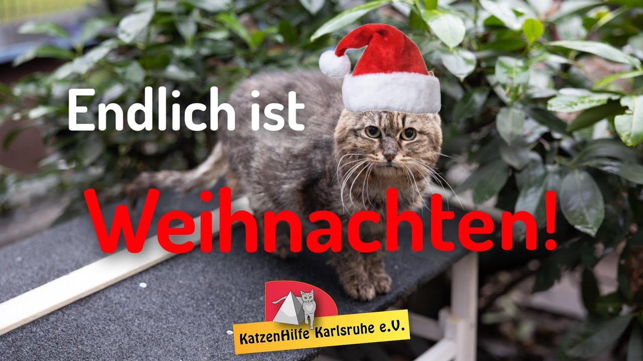 Katzenhilfe Karlsruhe e.V. - Heute ist endlich Weihnachten