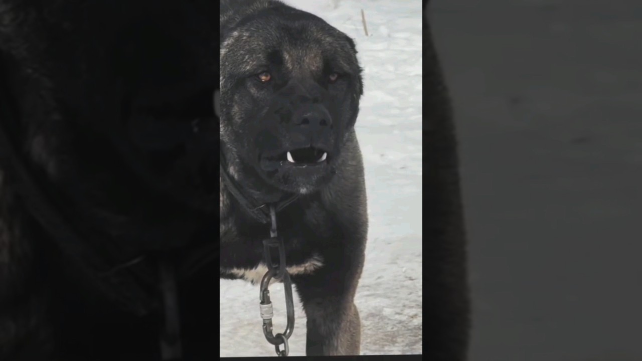 kangal dogs breeds ☠️ number 1 Dangerous dog breeds in the world #kangal #dog #viwes