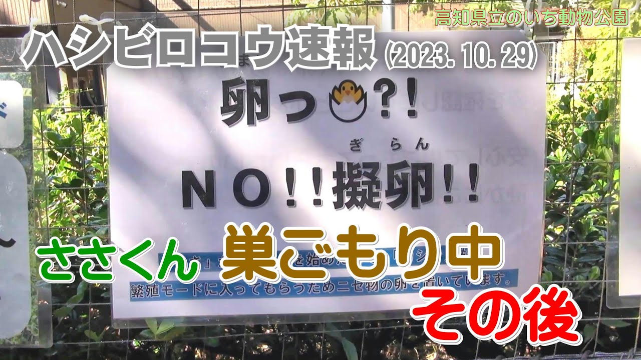 2023/10/29、「ささくんは、巣ごもり中でした。」の、その後をお伝えします。【のいち動物公園、ハシビロコウ速報】