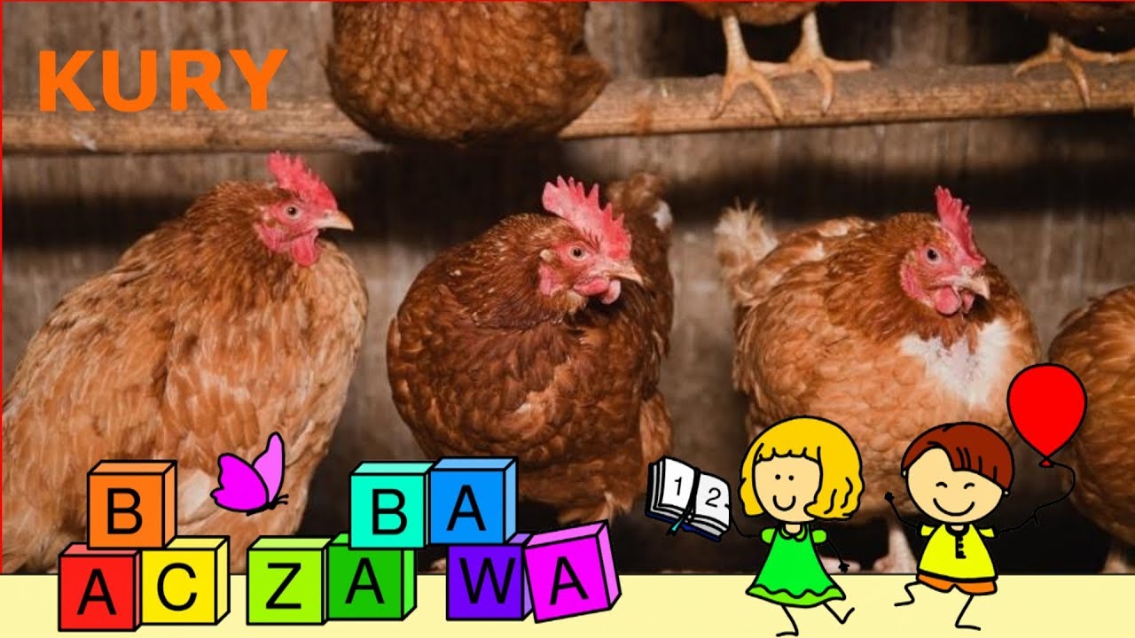 Kury i kogut - film edukacyjny dla dzieci o ptakach hodowlanych - po polsku 2020