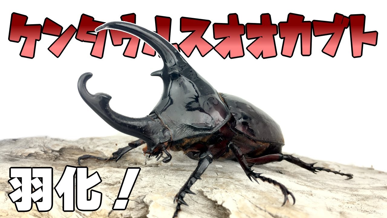 【ぴかぴか！】ケンタウルスオオカブトの羽化・掘り出し Augosoma centaurus 【Part2：羽化・掘り出し編】