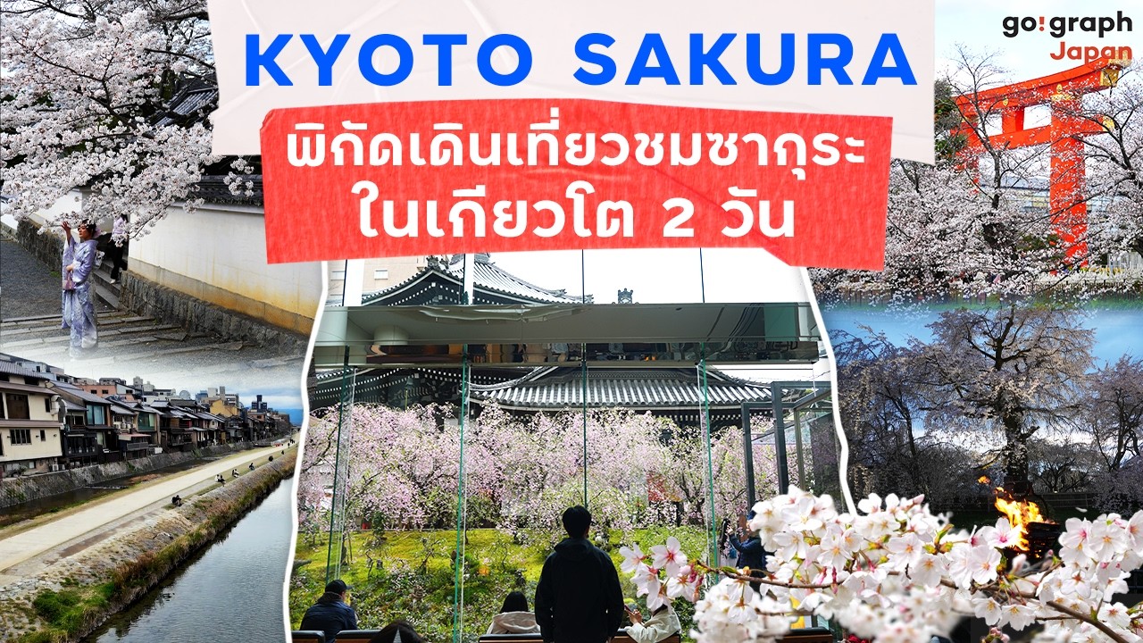 Kyoto Sakura พาเดินเที่ยว 10 พิกัดชมซากุระในเกียวโต 2 วัน /ถนนสายนักปราชญ์ /วัด Nanzoin / Gion