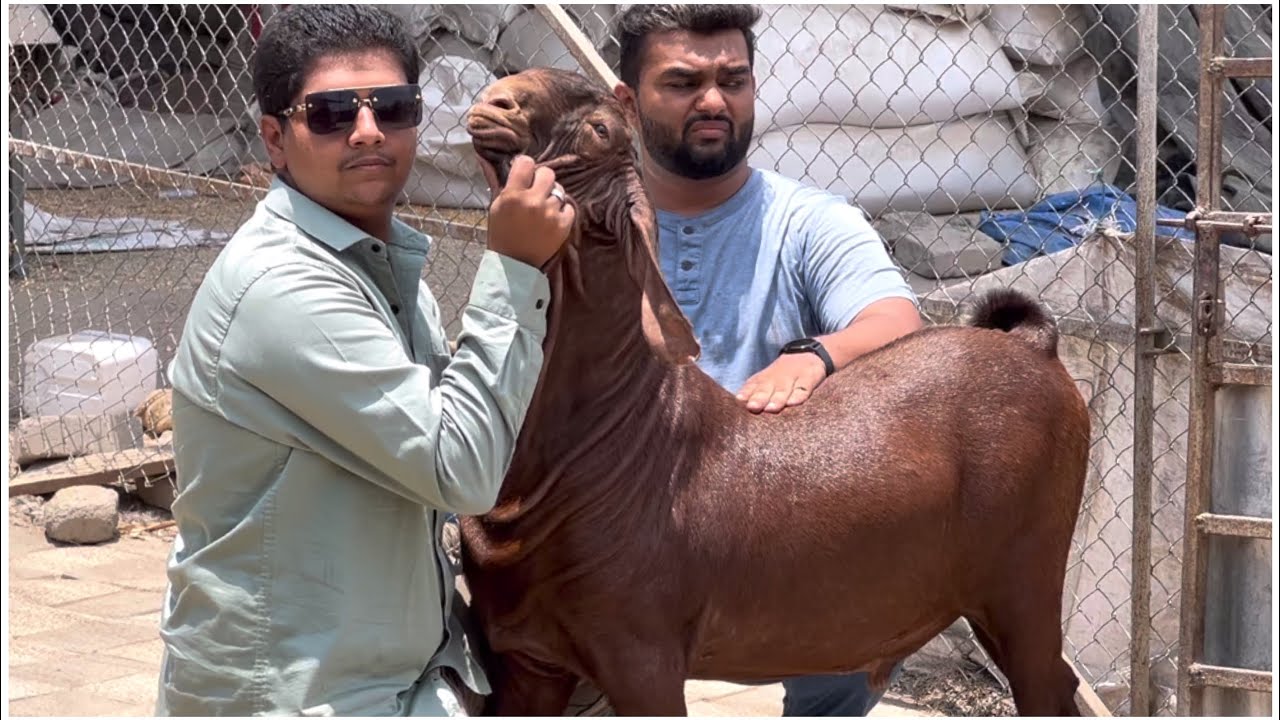 Saquib’s Kalahari Boer at Poona Goat Farm Pune