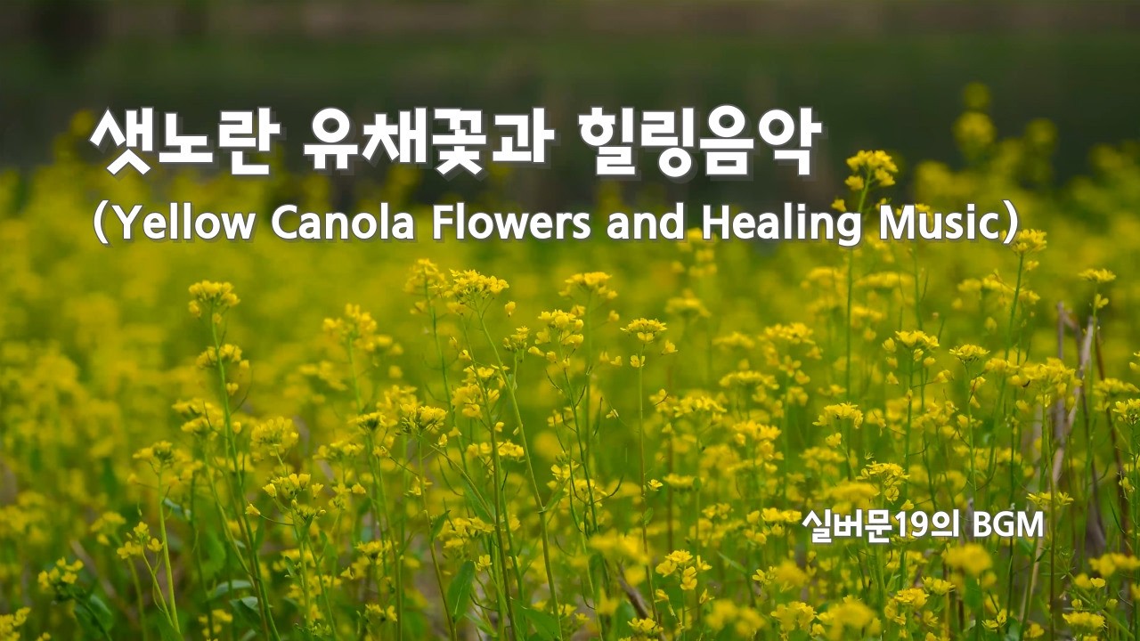 새봄을 맞이하는 샛노란 유채꽃을 보면서 듣고 싶은 힐링음악