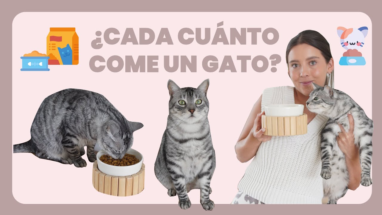 ¿CADA CUÁNTO COME UN GATO? | Todo lo que necesitas saber - Lauvet