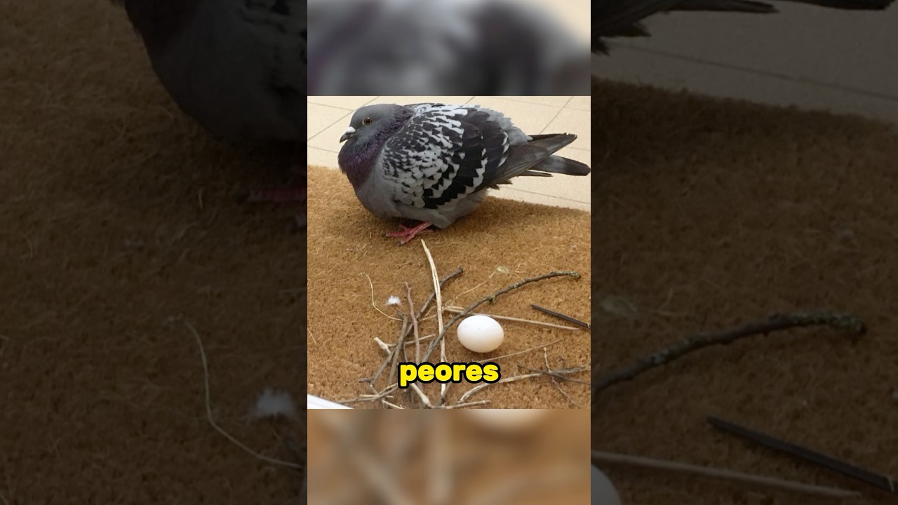 Las palomas hacen malos nidos por nuestra culpa