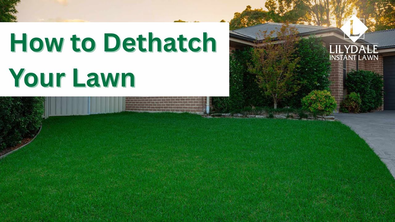 How To Dethatch Your Lawn The Right Way