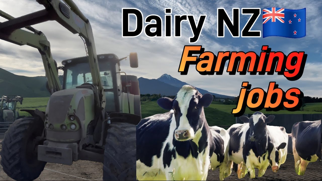 “NZ 🇳🇿Dairy 🐄🐮Farming System Explained | Milking, Breeding & Work Culture 🥛🌏”