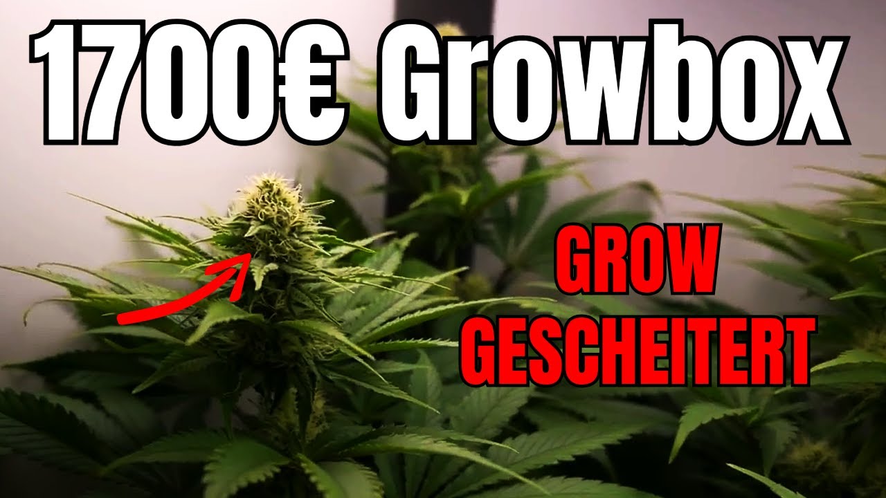 DANF BOX - DER KOMPLETTE HELLFIRE OG HOMEGROW / DIE DOKUMENTATION